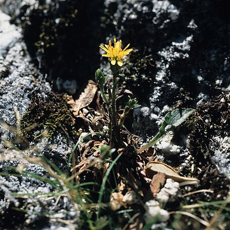 Solidago minutissima unspecified picture