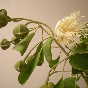 Capparis mitchellii unspecified picture