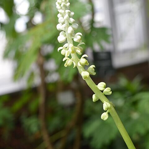 Drimiopsis botryoides unspecified picture