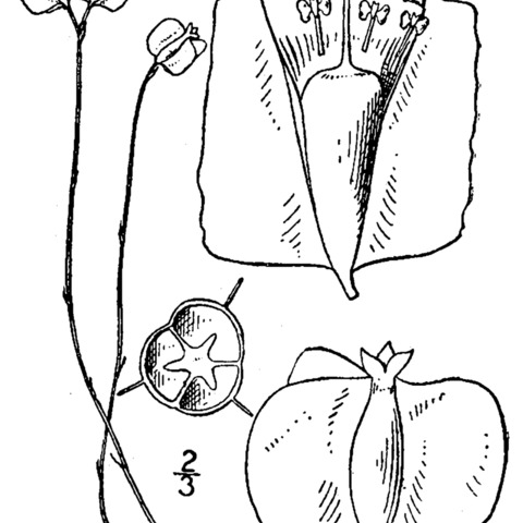 Burmannia biflora unspecified picture