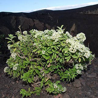 Bystropogon l'hér. unspecified picture