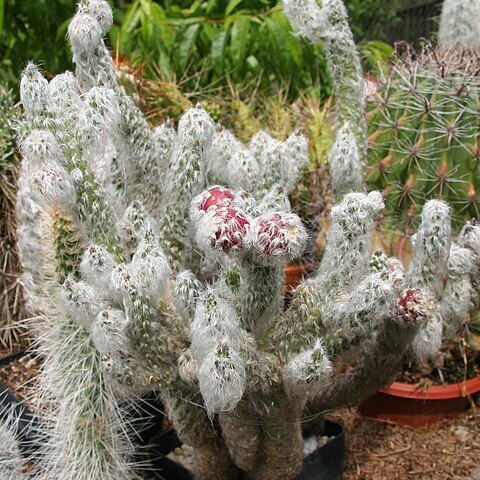 Austrocylindropuntia vestita unspecified picture