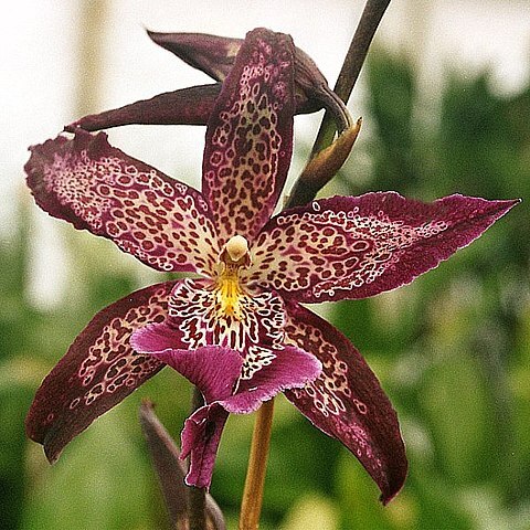 x Beallara unspecified picture