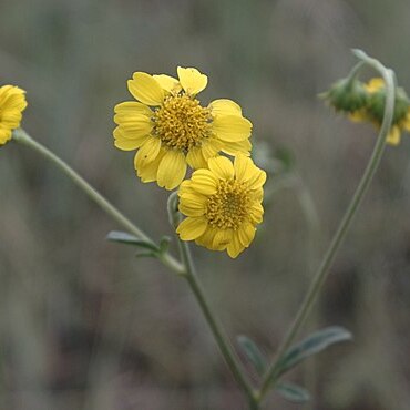 Amauriopsis unspecified picture