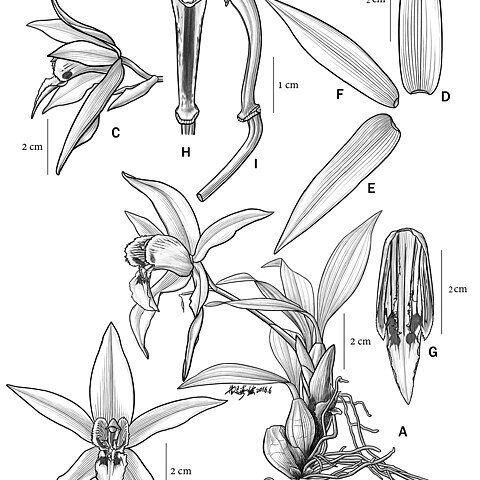 Coelogyne magnifica unspecified picture