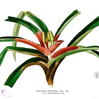 Freycinetia cumingiana unspecified picture