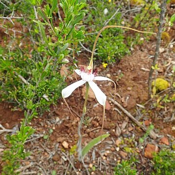 Caladenia longicauda subsp. clivicola unspecified picture