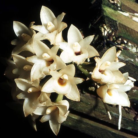 Coeliopsis hyacinthosma unspecified picture