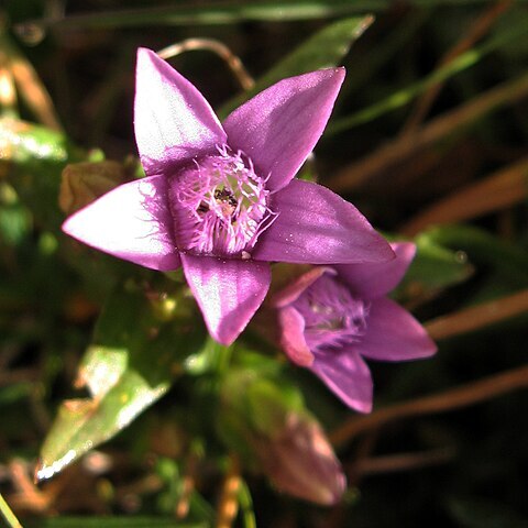 Gentianella engadinensis unspecified picture