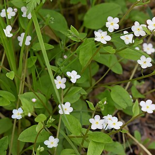 Trigonotis radicans unspecified picture