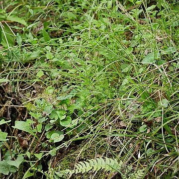 Carex dissitiflora unspecified picture