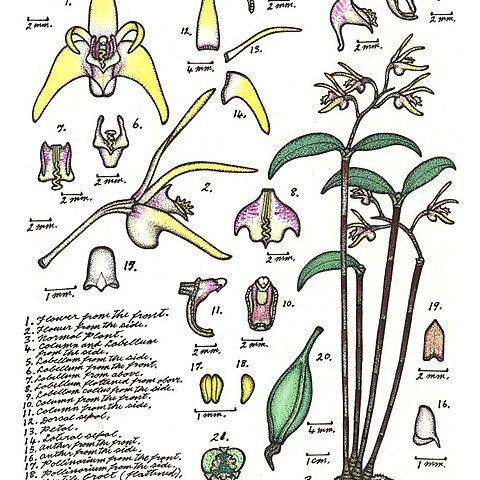 Dendrobium callitrophilum unspecified picture