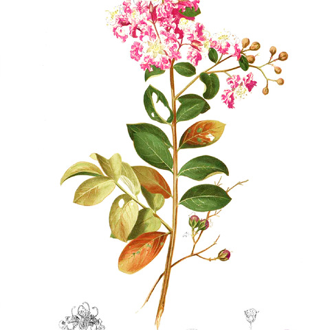 Lagerstroemia unspecified picture