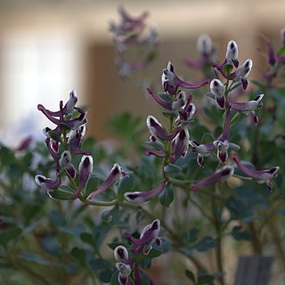 Corydalis seisumsiana unspecified picture