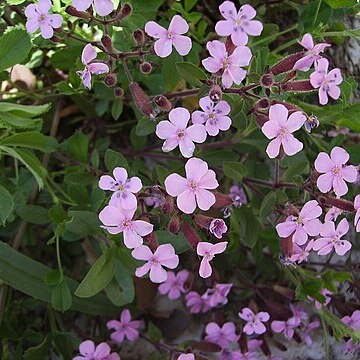 Saponaria unspecified picture