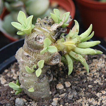 Adromischus phillipsiae unspecified picture