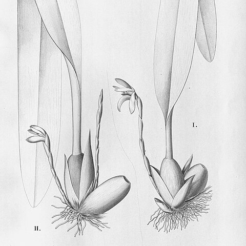 Maxillaria leucaimata unspecified picture