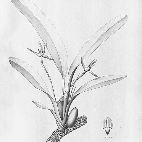 Maxillaria pauciflora unspecified picture