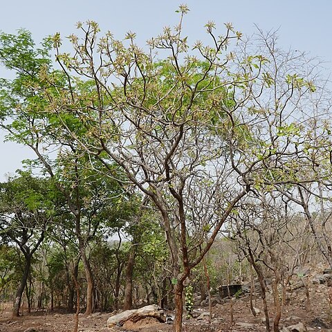 Terminalia mollis unspecified picture