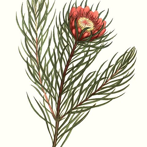 Protea canaliculata unspecified picture