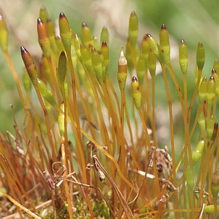 Tetraplodon mnioides unspecified picture