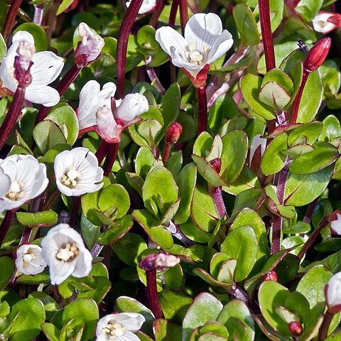 Epilobium macropus unspecified picture