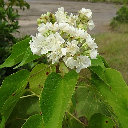 Dombeya kirkii unspecified picture