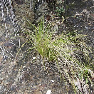 Carex flagellifera unspecified picture