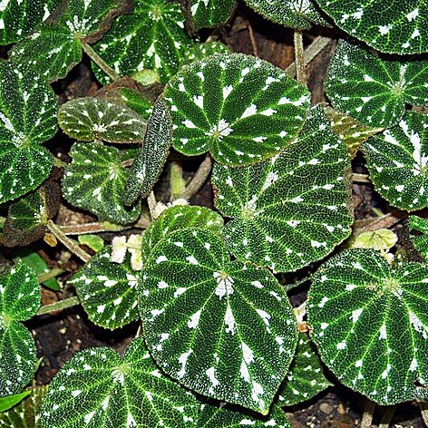 Begonia pustulata unspecified picture