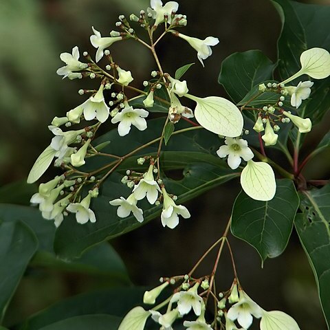 Emmenopterys henryi unspecified picture