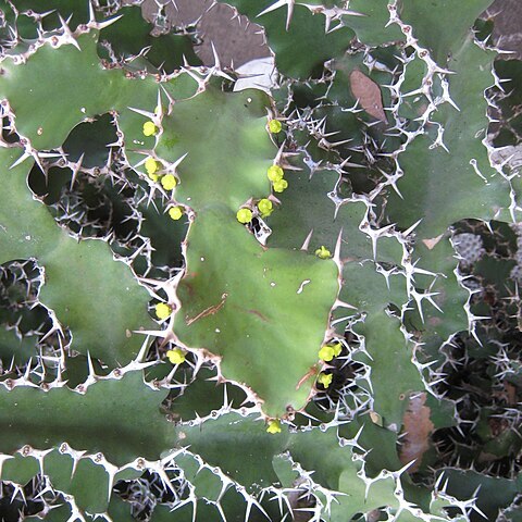 Euphorbia grandicornis unspecified picture