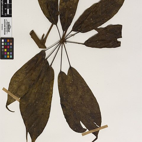 Schefflera forbesii unspecified picture