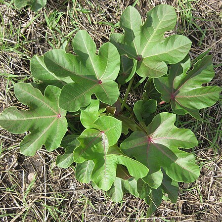 Jatropha macrophylla unspecified picture