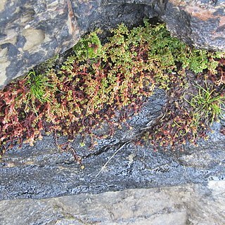 Crassula moschata unspecified picture