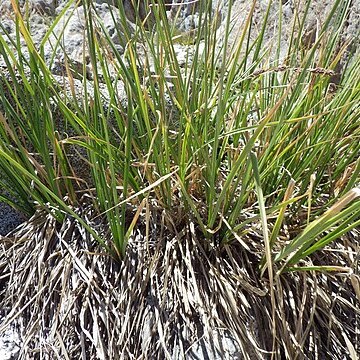 Carex congdonii unspecified picture