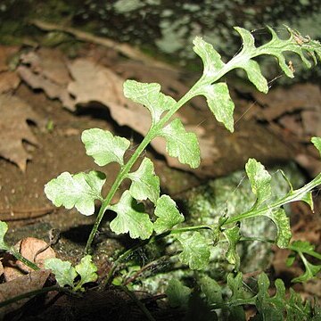 Asplenium x trudellii unspecified picture