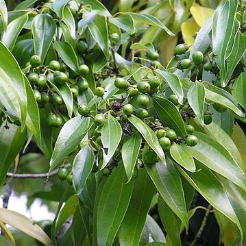 Cinnamomum loureiroi unspecified picture