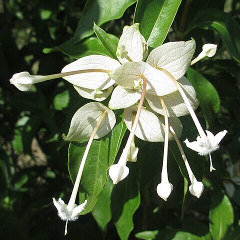 Dirichletia pubescens unspecified picture