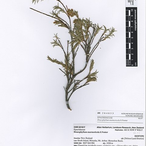 Dracophyllum marmoricola unspecified picture