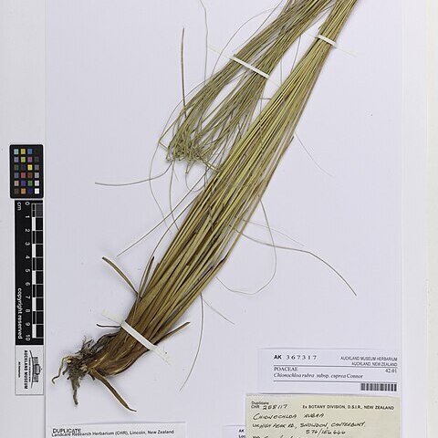 Chionochloa rubra subsp. cuprea unspecified picture