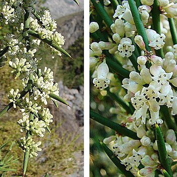 Colletia hystrix unspecified picture