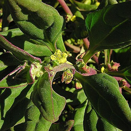 Tetragonia ovata unspecified picture