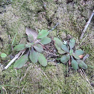 Plantago raoulii unspecified picture