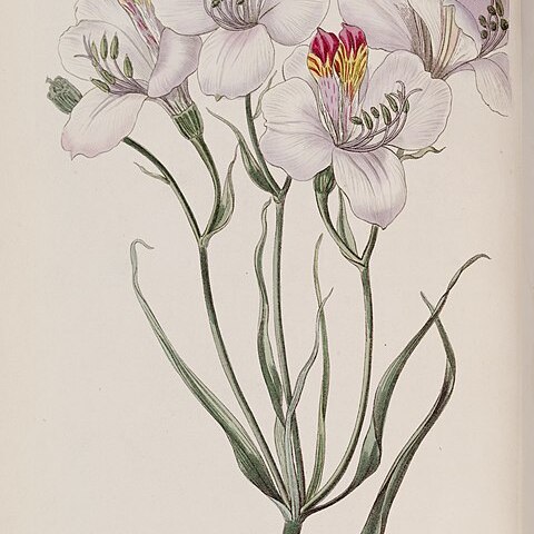 Alstroemeria ligtu subsp. ligtu unspecified picture