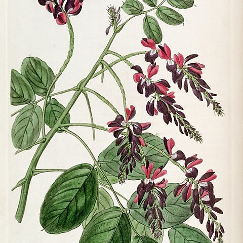 Indigofera atropurpurea unspecified picture