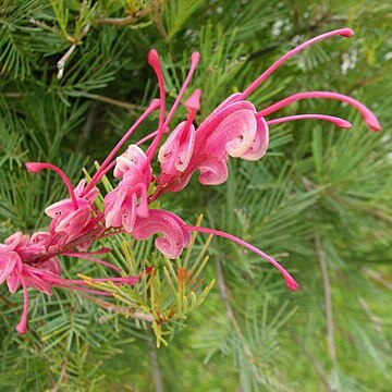 Grevillea plurijuga unspecified picture