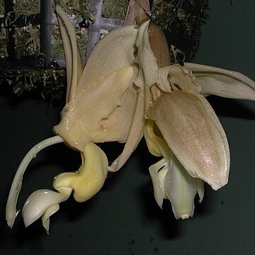 Stanhopea maduroi unspecified picture