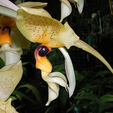 Stanhopea greeri unspecified picture