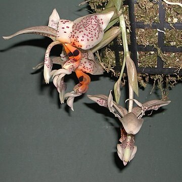 Stanhopea dodsoniana unspecified picture