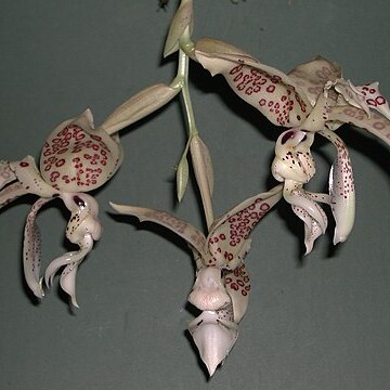 Stanhopea confusa unspecified picture